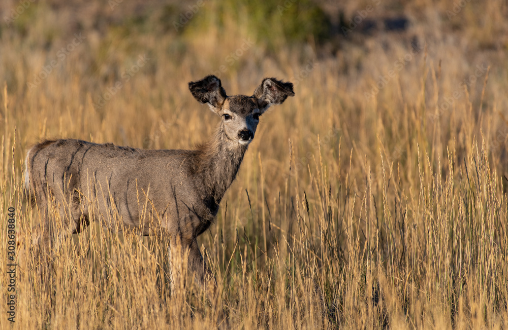 A Young Mule Deer Doe with Floppy Ears A Young Mule Deer Doe with Floppy Ears