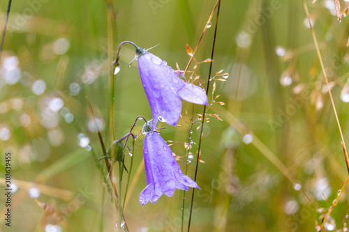 Foto Campanula rotundifolia, the Scottish Bluebell