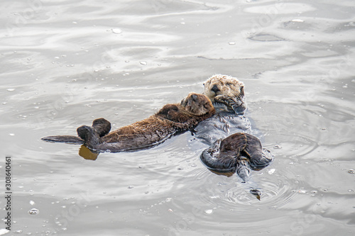 Southern Sea Otter mother and baby.