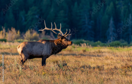 Fototapeta Naklejka Na Ścianę i Meble -  A Large Bull Elk During the Fall Rut