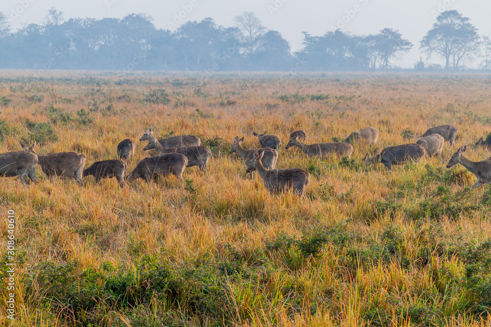 Fototapeta premium Herd of deer in Kaziranga National Park, Assam state, India