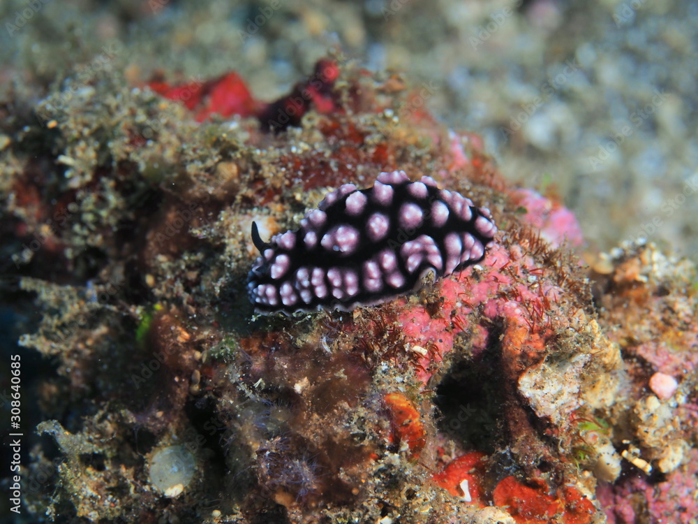 The amazing and mysterious underwater world of Indonesia, North Sulawesi, Manado, sea slug The amazing and mysterious underwater world of Indonesia, North Sulawesi, Manado, sea slug