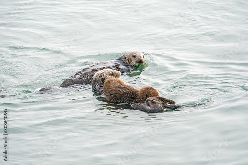 Southern Sea Otter mother and baby.