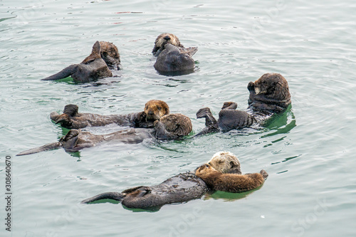 Southern Sea Otter mother and baby. © Elisabeth