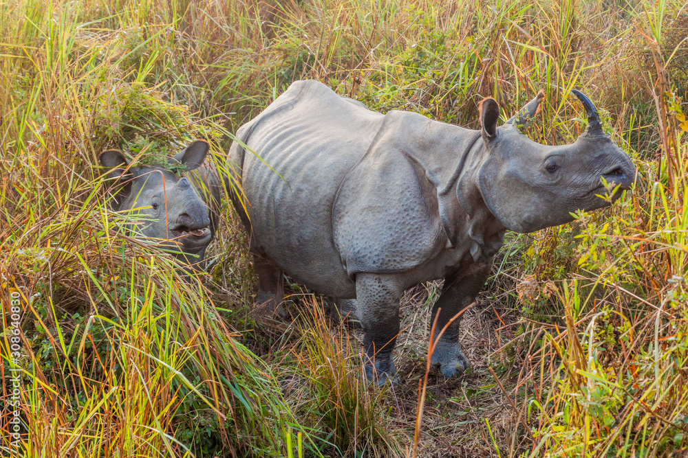 Indian rhinoceros (Rhinoceros unicornis) in Kaziranga national park, India Indian rhinoceros (Rhinoceros unicornis) in Kaziranga national park, India