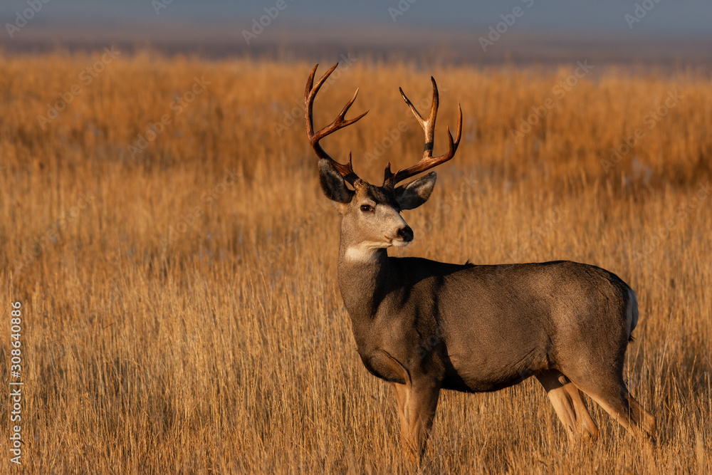 A Large Mule Deer Buck With Beautiful Freshly Scraped Antlers A Large Mule Deer Buck With Beautiful Freshly Scraped Antlers