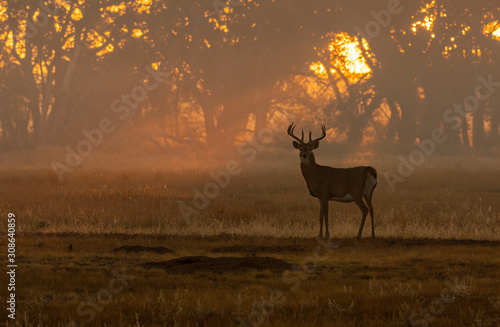 A Beautiful White-tailed Deer Buck at Sunrise photo