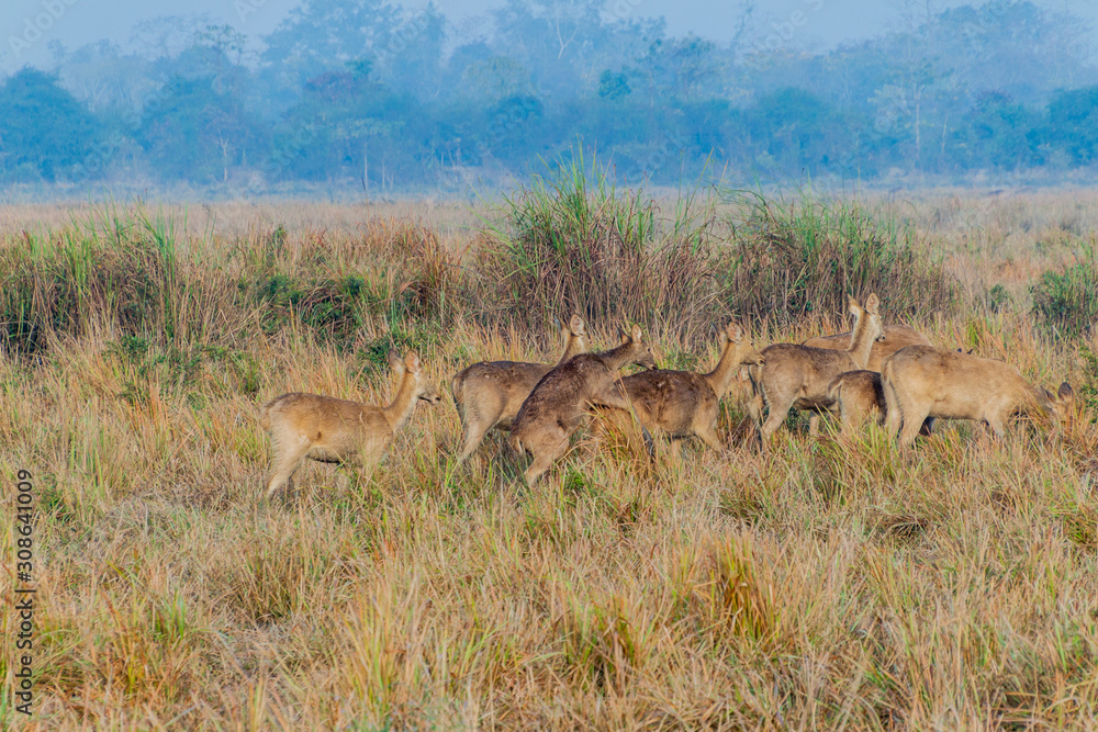 Herd of deer in Kaziranga National Park, Assam state, India