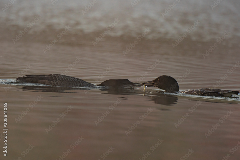 Fototapeta premium Common Loon Feeding Offspring