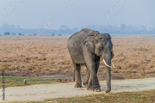 Elephant in Kaziranga National Park  Assam state  India