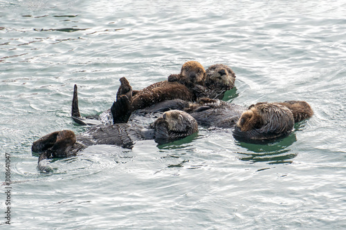 Southern Sea Otter mother and baby.