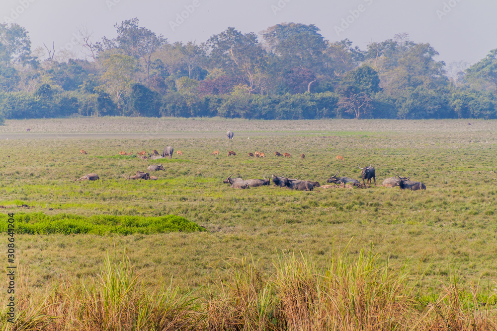 Deer, buffaloes and rhinoceroses in Kaziranga National Park, Assam state, India Deer, buffaloes and rhinoceroses in Kaziranga National Park, Assam state, India
