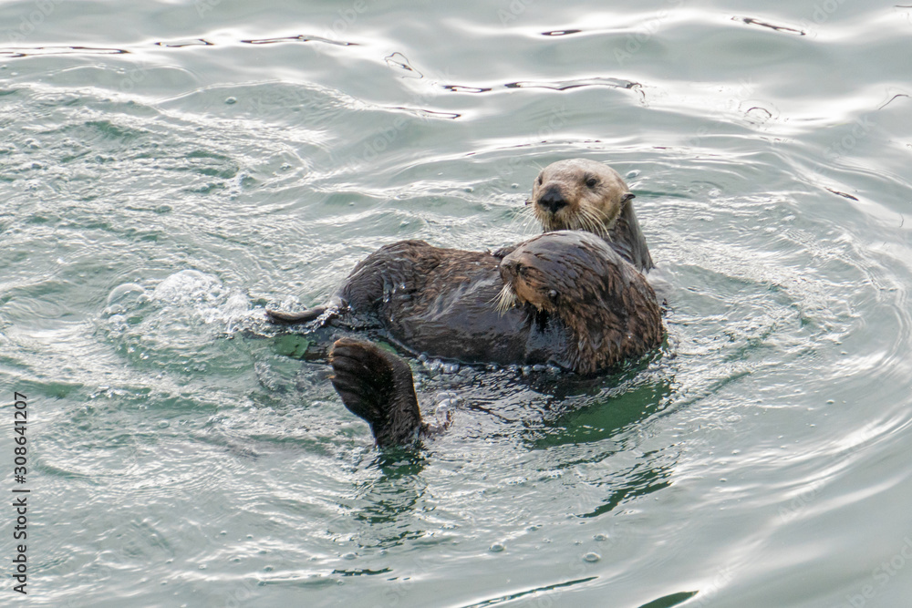 Fototapeta premium Southern Sea Otter mother and baby.