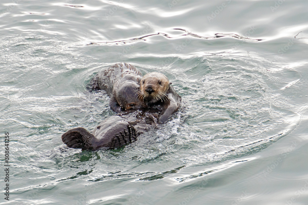 Obraz premium Southern Sea Otter mother and baby.