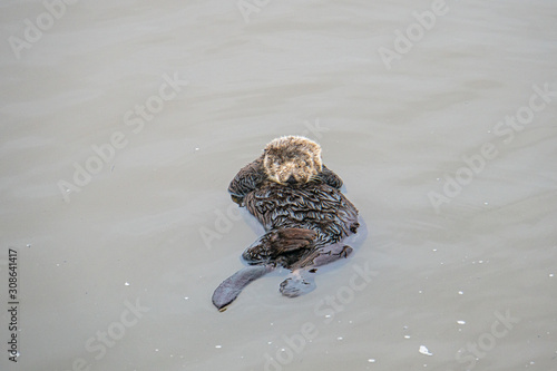 Fototapeta Naklejka Na Ścianę i Meble -  Southern Sea Otter mother and baby.