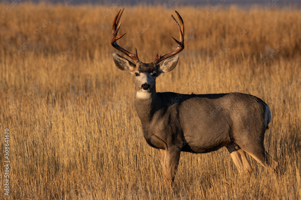 A Large Mule Deer Buck With Beautiful Freshly Scraped Antlers A Large Mule Deer Buck With Beautiful Freshly Scraped Antlers