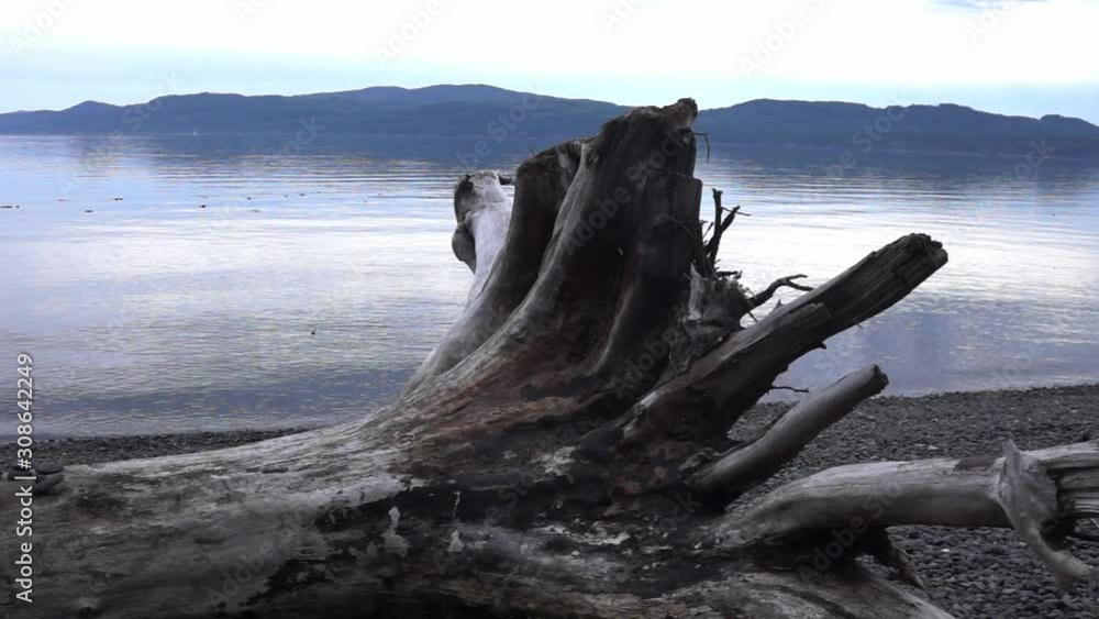 Panning down shot of a large dead tree on a beach with peaceful waves rolling in at Elk Bay on Vancouver Island