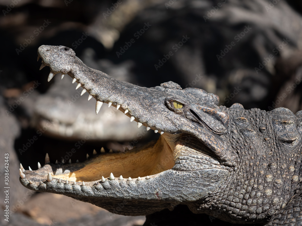 Obraz premium Close up Head of Crocodile was Sunbathing Isolated on Background