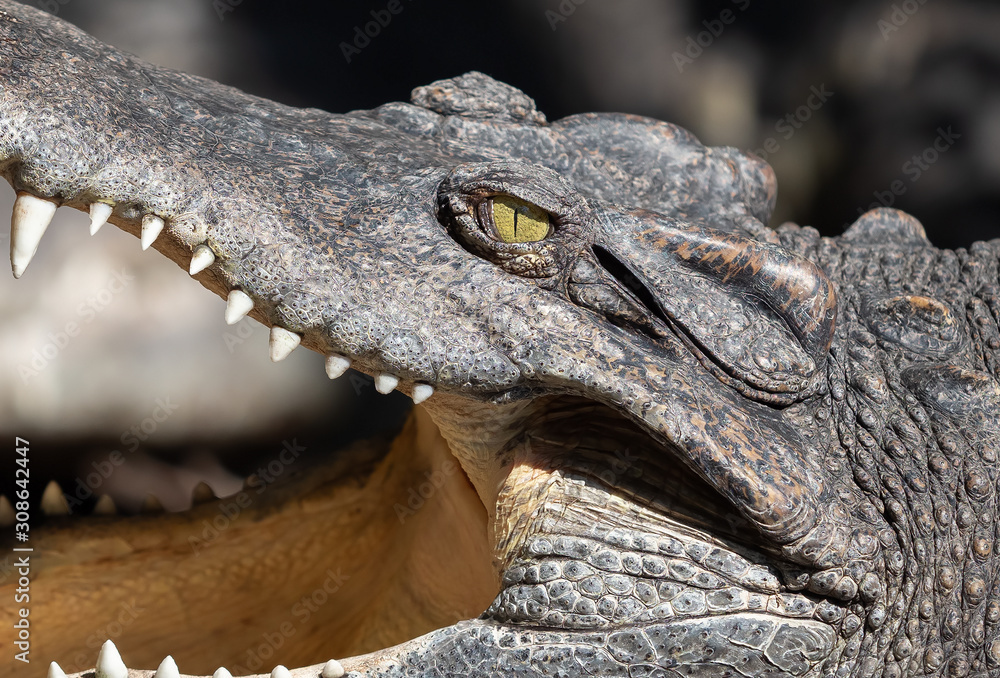 Fototapeta premium Close up Head of Crocodile was Sunbathing Isolated on Background