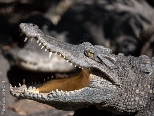 Close up Head of Crocodile was Sunbathing Isolated on Background