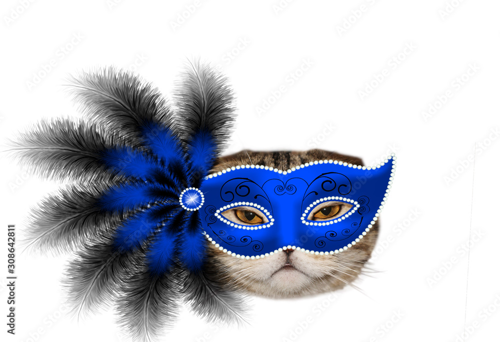 cat in a blue mask with feathers on white background