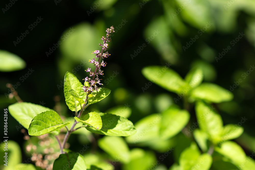 Leaf And Flower Of Holy Basil Thailand Herb, Black Background Leaf And Flower Of Holy Basil Thailand Herb, Black Background