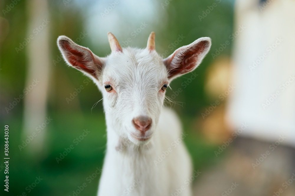 portrait of a goat