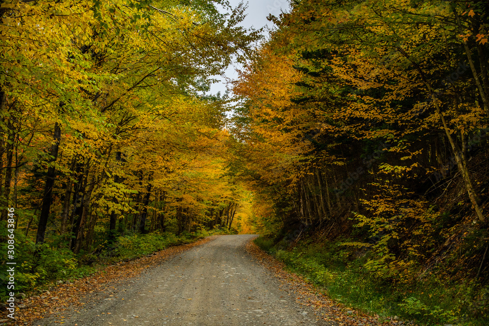 Fototapeta premium A Beautiful Mountain Road in Autumn