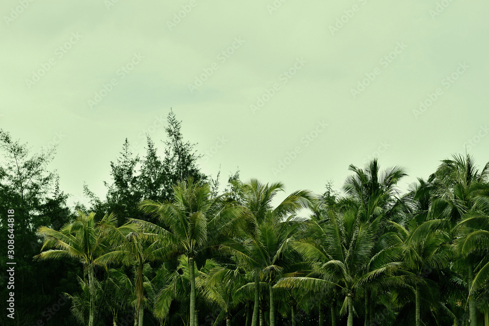 Obraz premium Palm trees against a cloudy sky in the evening. Natural background green color toned