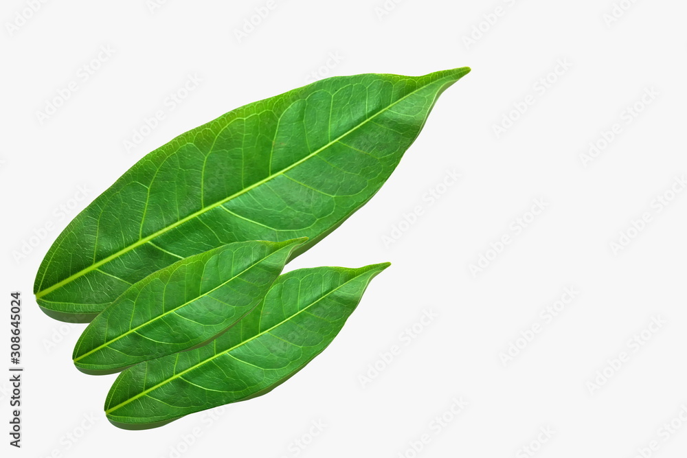Green leaf in isolative mode, suitable for use as a background image