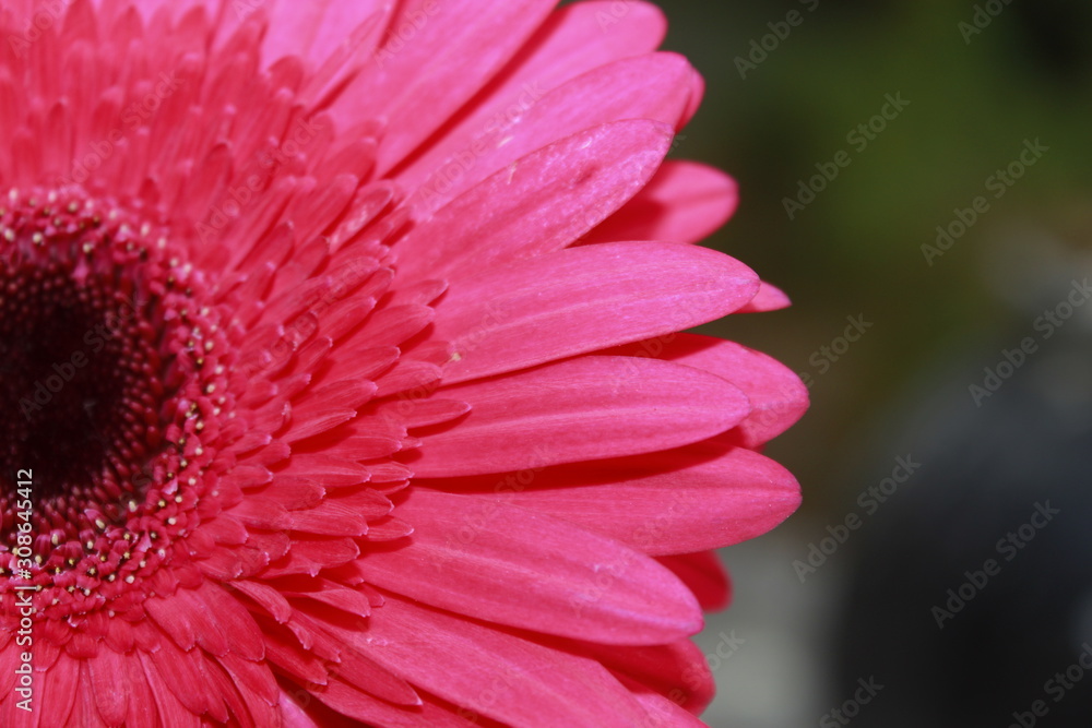 Macro close up of Gerbera Flower. Macro close up of Gerbera Flower.
