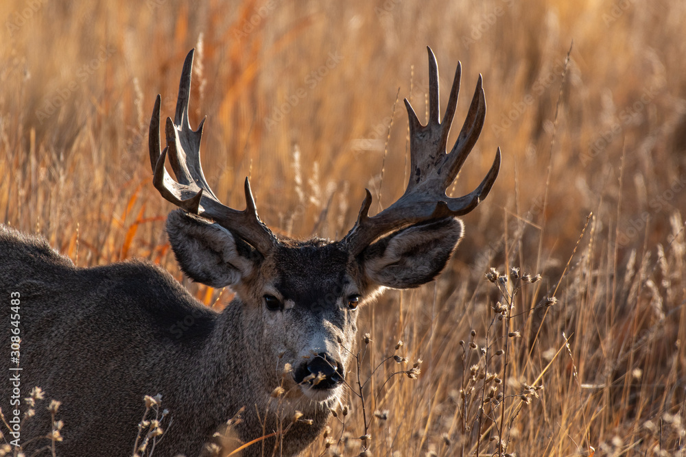 Mule Deer Buck with Palmated Antlers Mule Deer Buck with Palmated Antlers