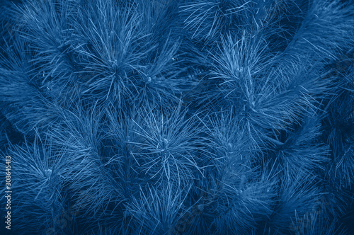 Close up of coniferales trees. Toned in blue color.