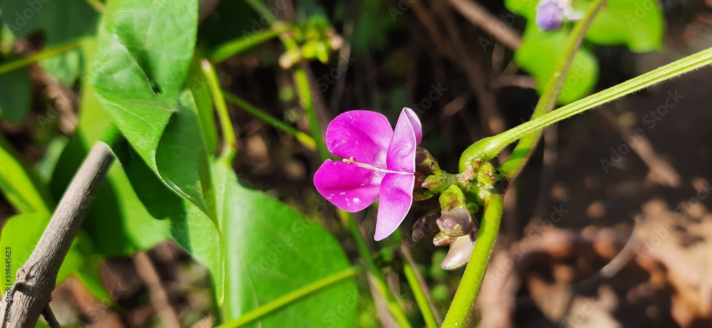 Red color of bean flower on green leaf background.Home Grown Organic Lablab Bean.Seim bean flower blooming brightly in the field. Vegetable flowers. Red color of bean flower on green leaf background.Home Grown Organic Lablab Bean.Seim bean flower blooming brightly in the field. Vegetable flowers.