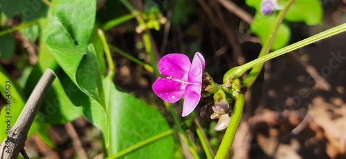 Red color of bean flower on green leaf background.Home Grown Organic Lablab Bean.Seim bean flower blooming brightly in the field. Vegetable flowers. photo