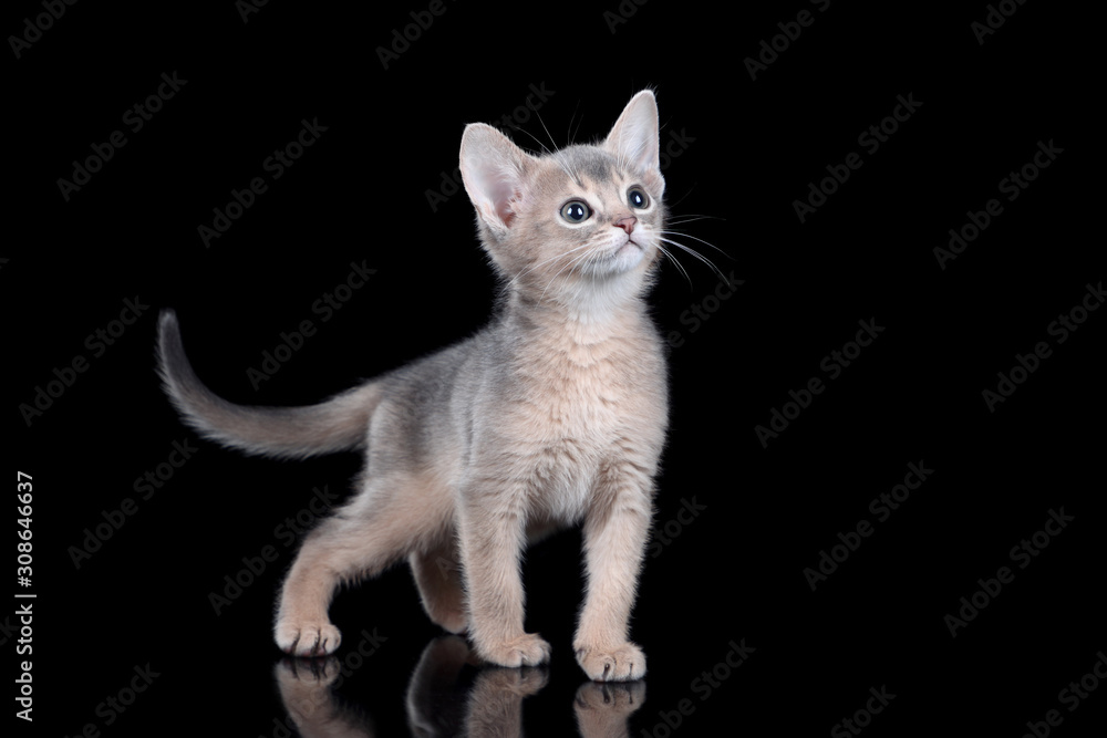 Small kitten of abyssinian breed on a black background Small kitten of abyssinian breed on a black background