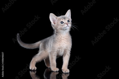 Small kitten of abyssinian breed on a black background