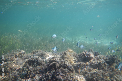 Fototapeta Naklejka Na Ścianę i Meble -  Sergeant fish swims in the water of the Pacific Ocean near the Fiji Islands