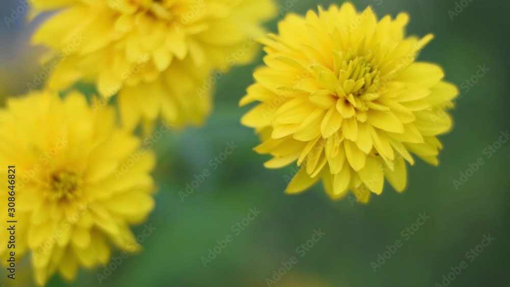 Beautiful summer color of yellow flowers. Beautiful summer color of yellow flowers.
