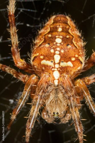 Macro detail of European garden spider