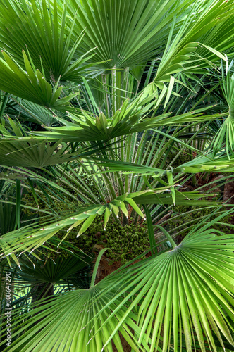 Tropical background with palm tree green leaves