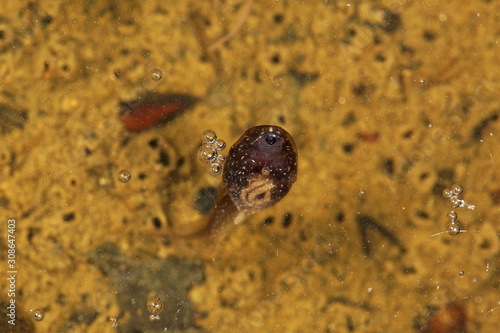 Frog tadpole in a forest pond