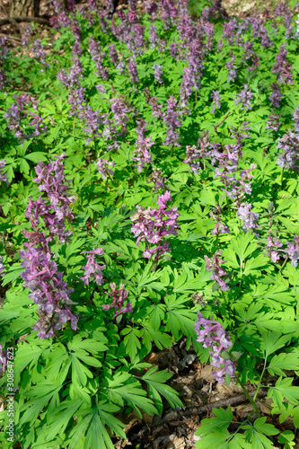 Wallpaper Mural The flower of the Corydalis solida, the fumewort Torontodigital.ca