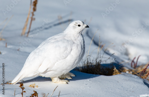 White-tailed Ptarmigan in Winter Plumage in a Snowy Alpine Meadow