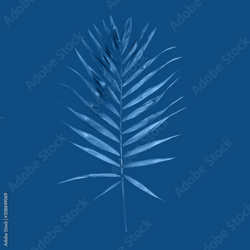 Palm leave over blue classic blue color background of the 2020 year . Tropical trendy background. Concept of the color of the year.
