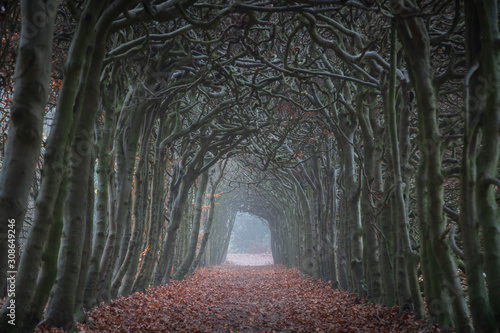 A tunnel of trees on an hazy day in autumn. photo