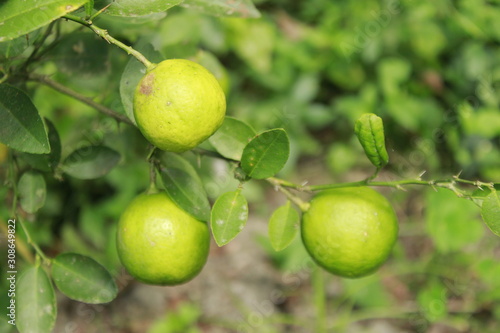 Wallpaper Mural Lemon. Ripe Lemons Torontodigital.ca