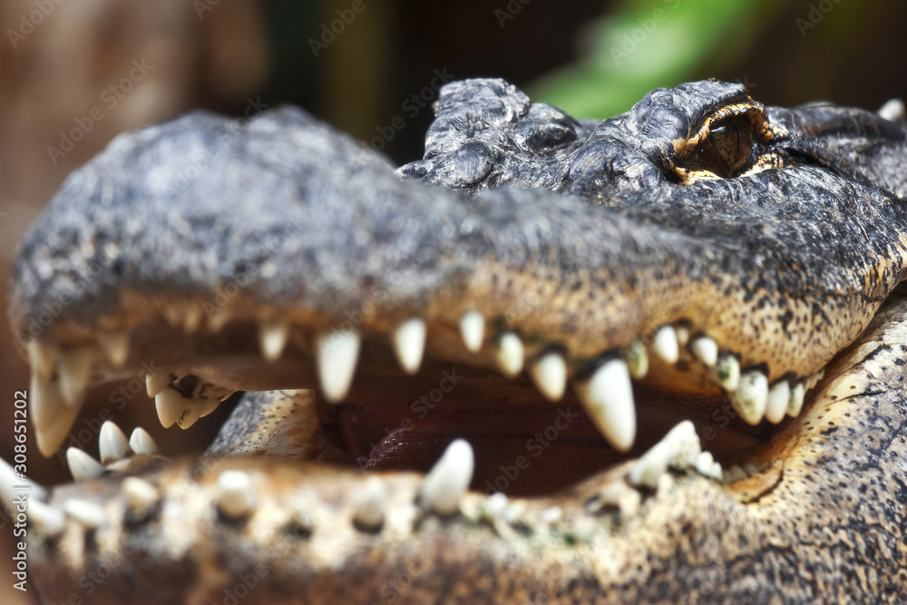 Fototapeta premium Aggressive look of the American Alligator