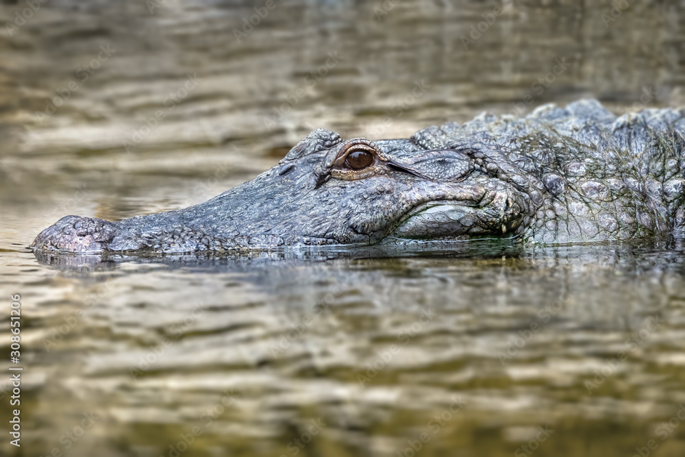 American alligator in the swamp water American alligator in the swamp water