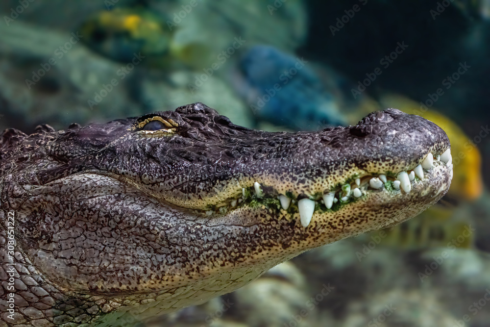Obraz premium American alligator diving its natural space